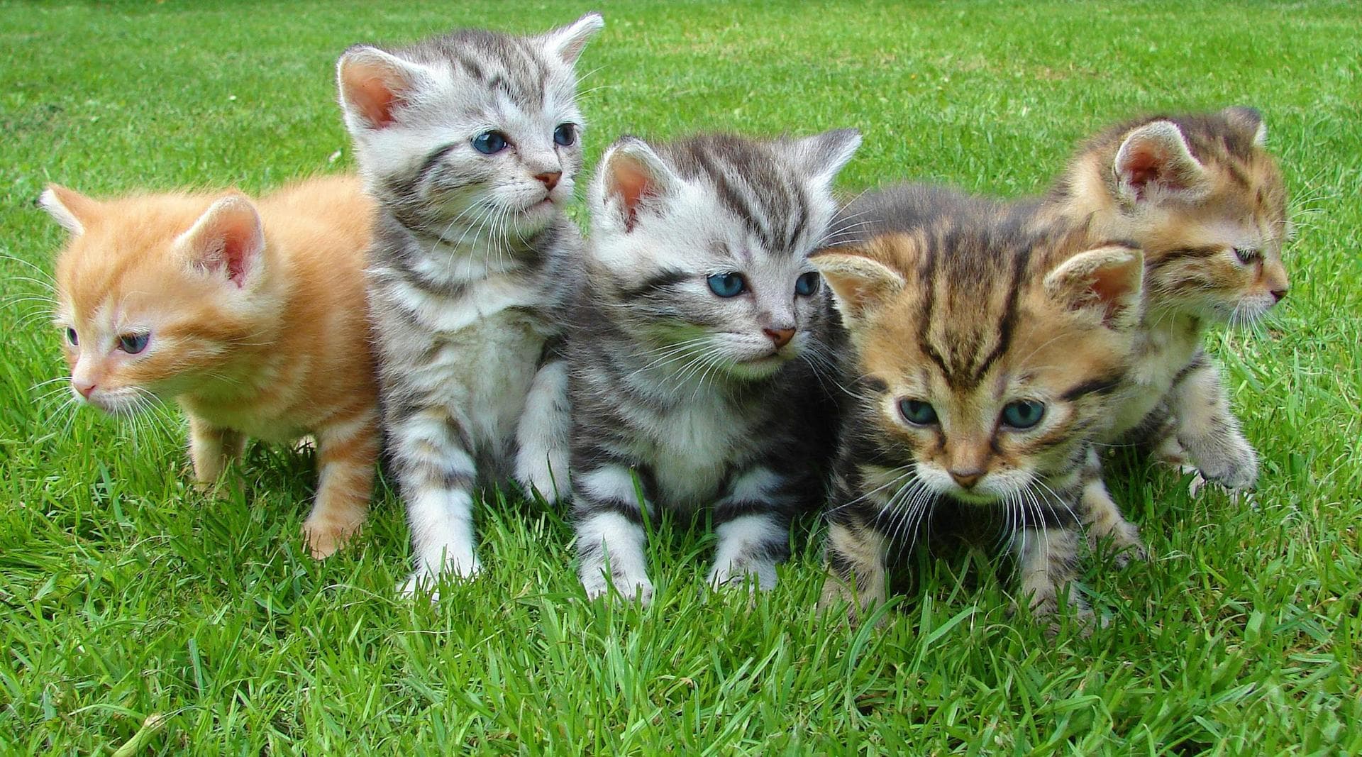 Emergency vets in Carlow
