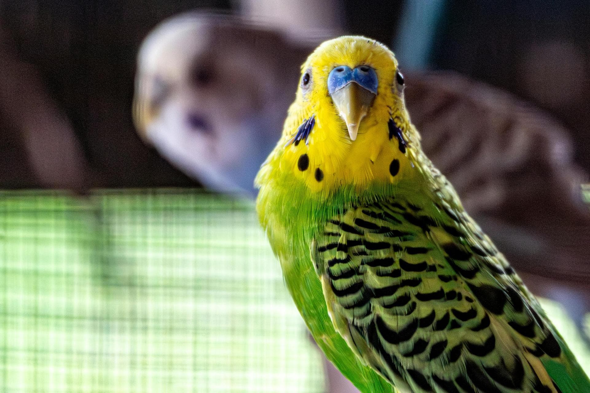 Best Vets in Bagenalstown